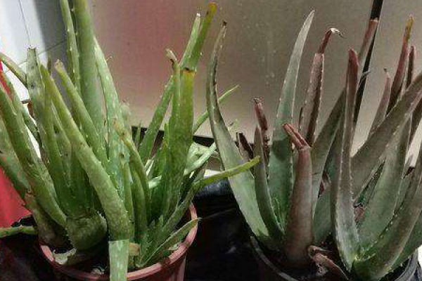 Aloe