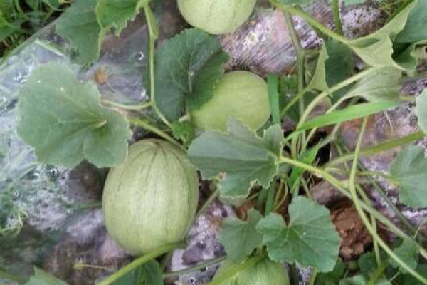 Muskmelon