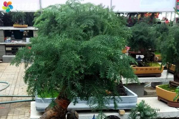 Australian fir