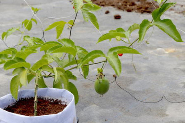 Passion Fruit Seedlin