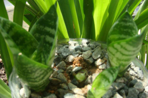 Sansevieria