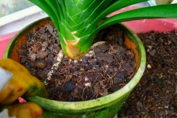 Clivia miniata
