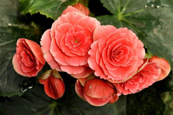 Rieger Begonia