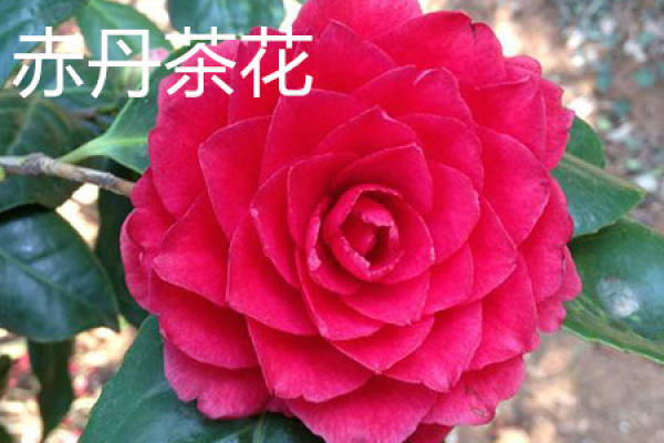Camellia chrysantha