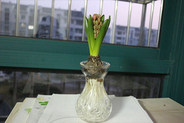 hyacinth