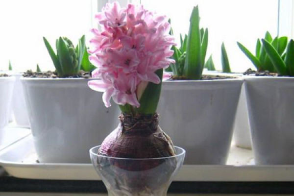 hyacinth