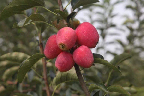 Chicken Heart Fruit