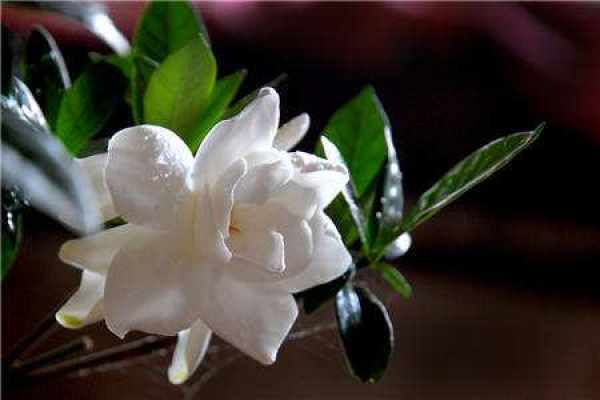 Gardenia