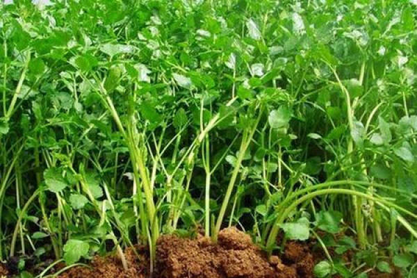 Celery