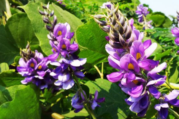 Flos puerariae lobatae
