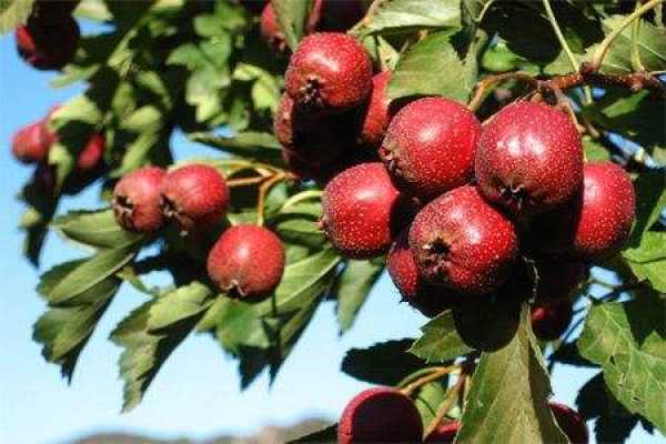 Hawthorn
