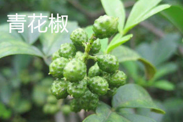 Zanthoxylum bungeanum