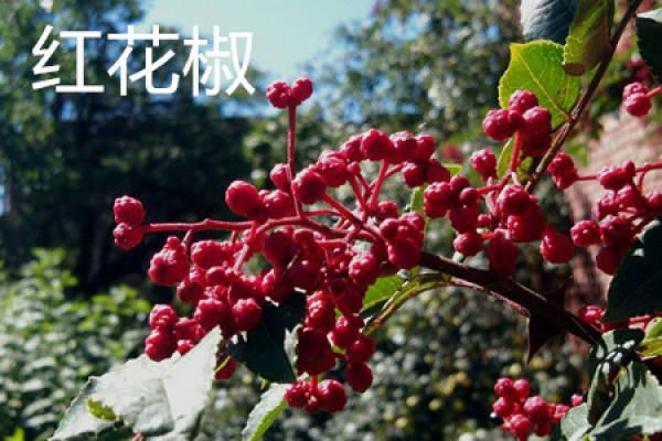 Red Chinese prickly ash