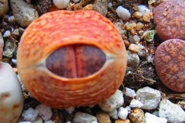 Raw Stone Flower