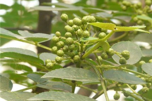 Zanthoxylum bungeanum