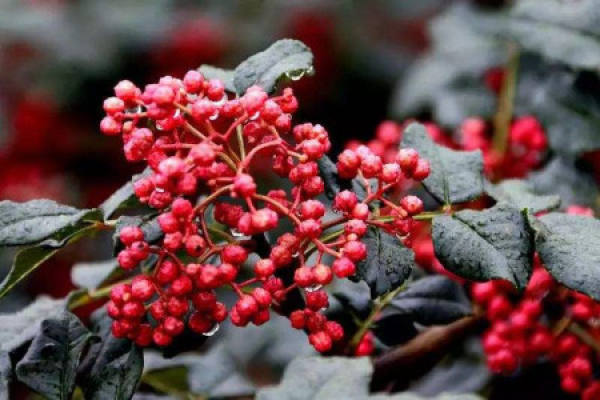Chinese prickly ash