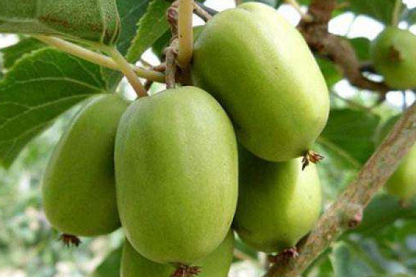 soft date kiwifruit