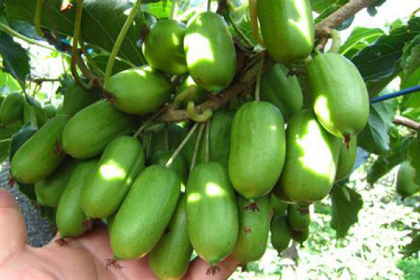 soft date kiwifruit