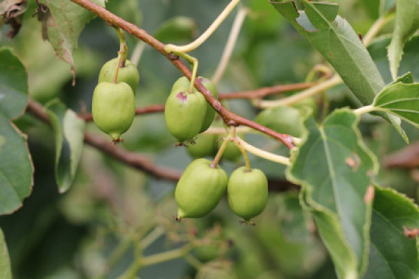 Actinidia arguta