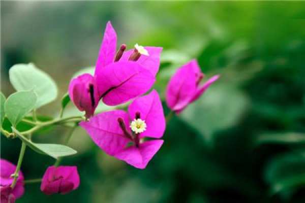 Bougainvillea