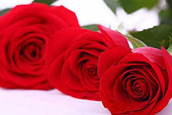 rose