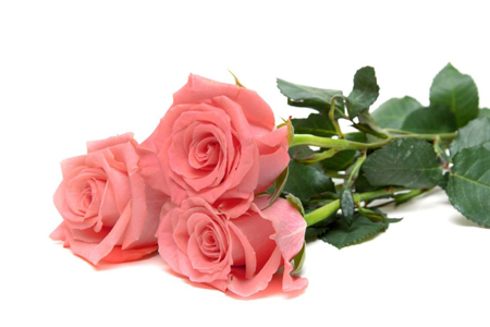 What Do Three Roses Mean The Plant Aide 27330 