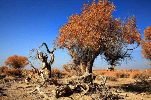 Populus euphratica