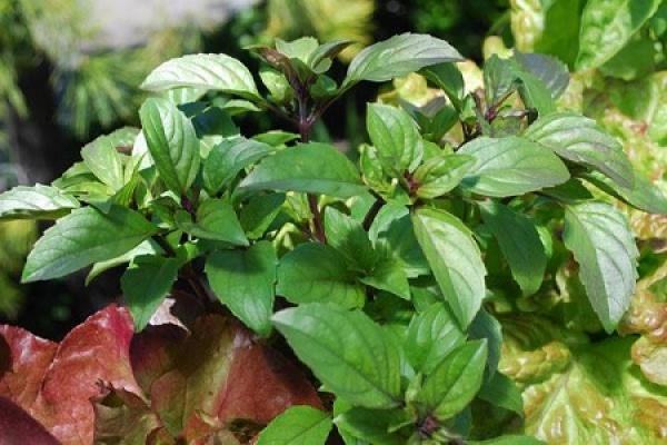 Basil