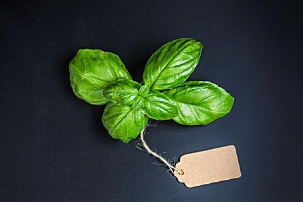 Basil