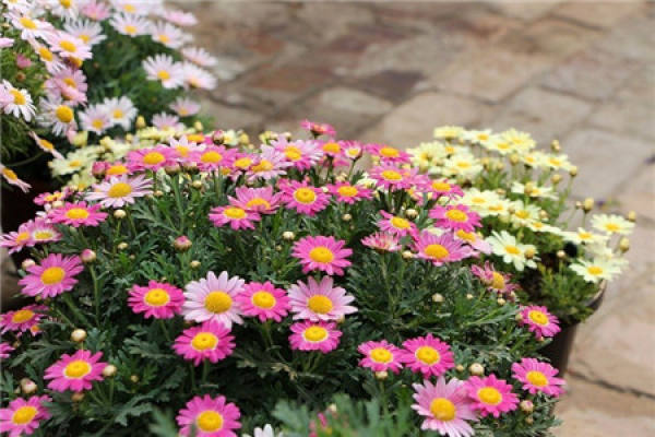 Marguerite flower