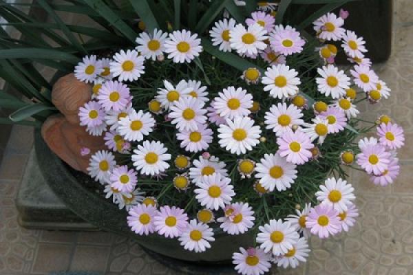 Margarita flower