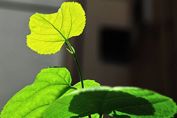 Leaf