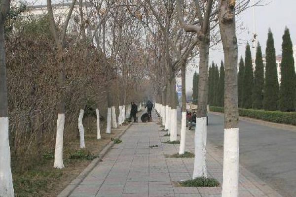 tree