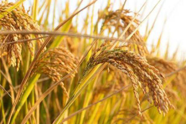 rice