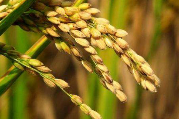 rice