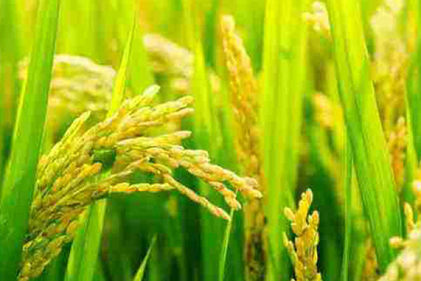 Rice