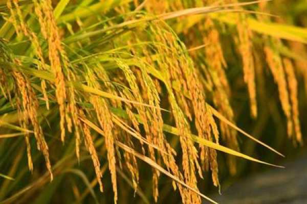 rice