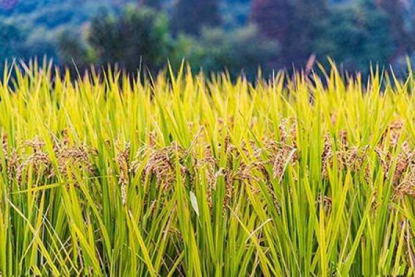 rice