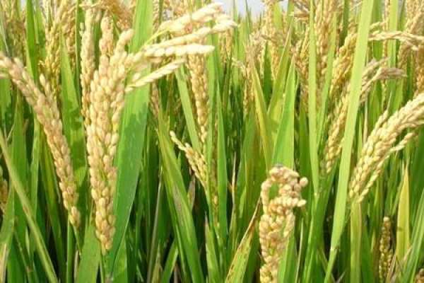 Rice