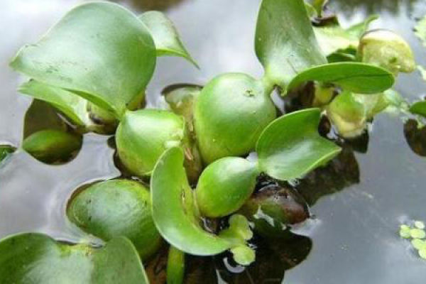 water hyacinth