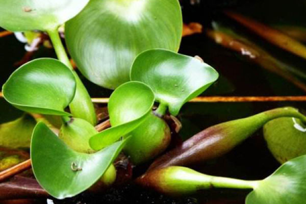 Water Hyacinth