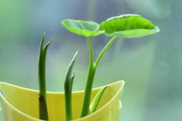 taro in hydroponics