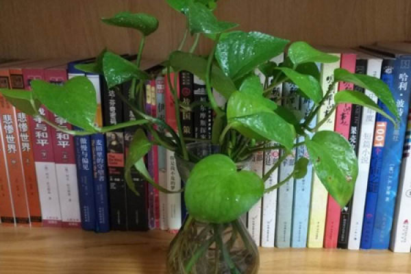 Hydroponic taro