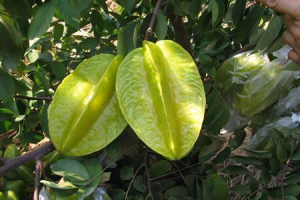 carambola