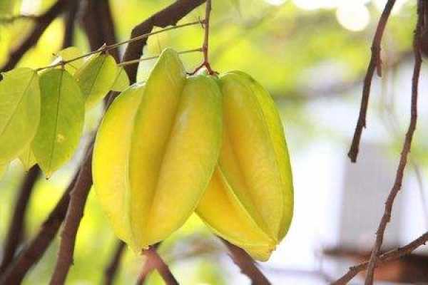 carambola