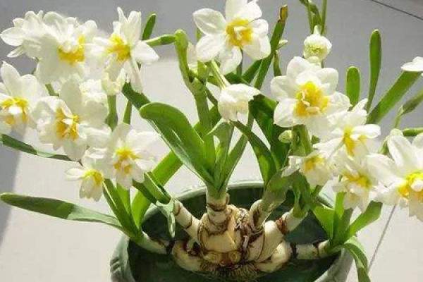 Narcissus