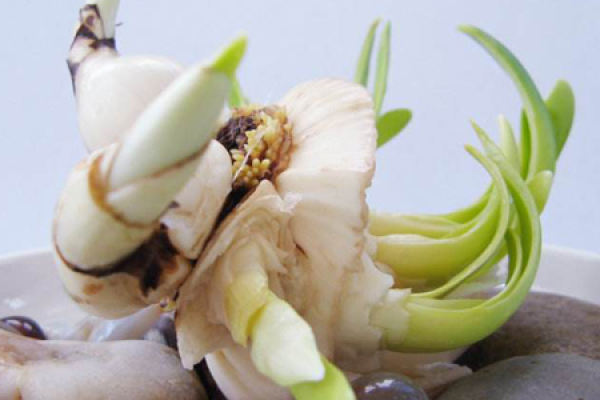 Narcissus bulb