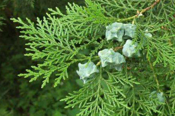 pine and cypress