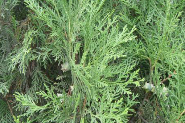pine and cypress