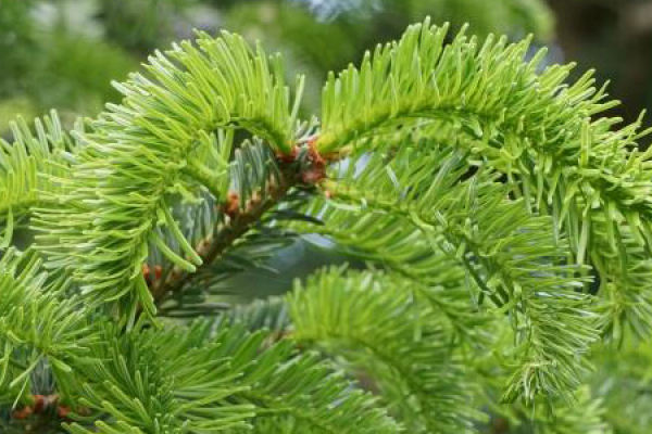 Pine and cypress